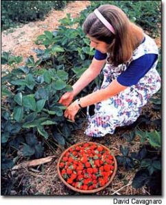 Grow Sun-Ripened Strawberries Image